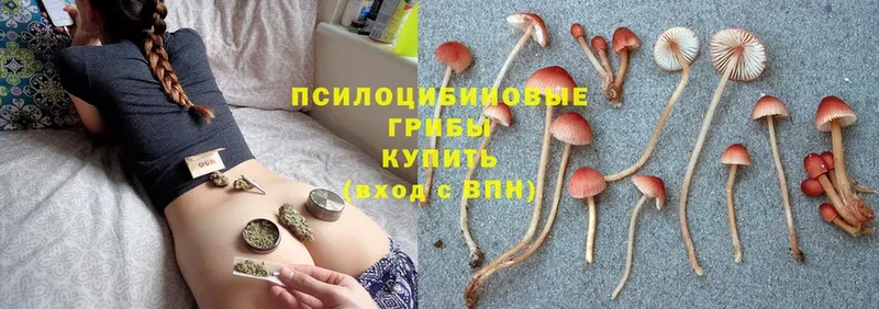 Псилоцибиновые грибы Psilocybe  Карачев 